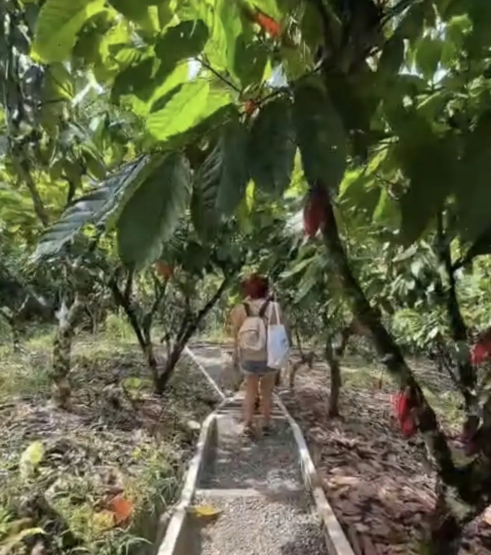 Ścieżka przez plantację kakao
